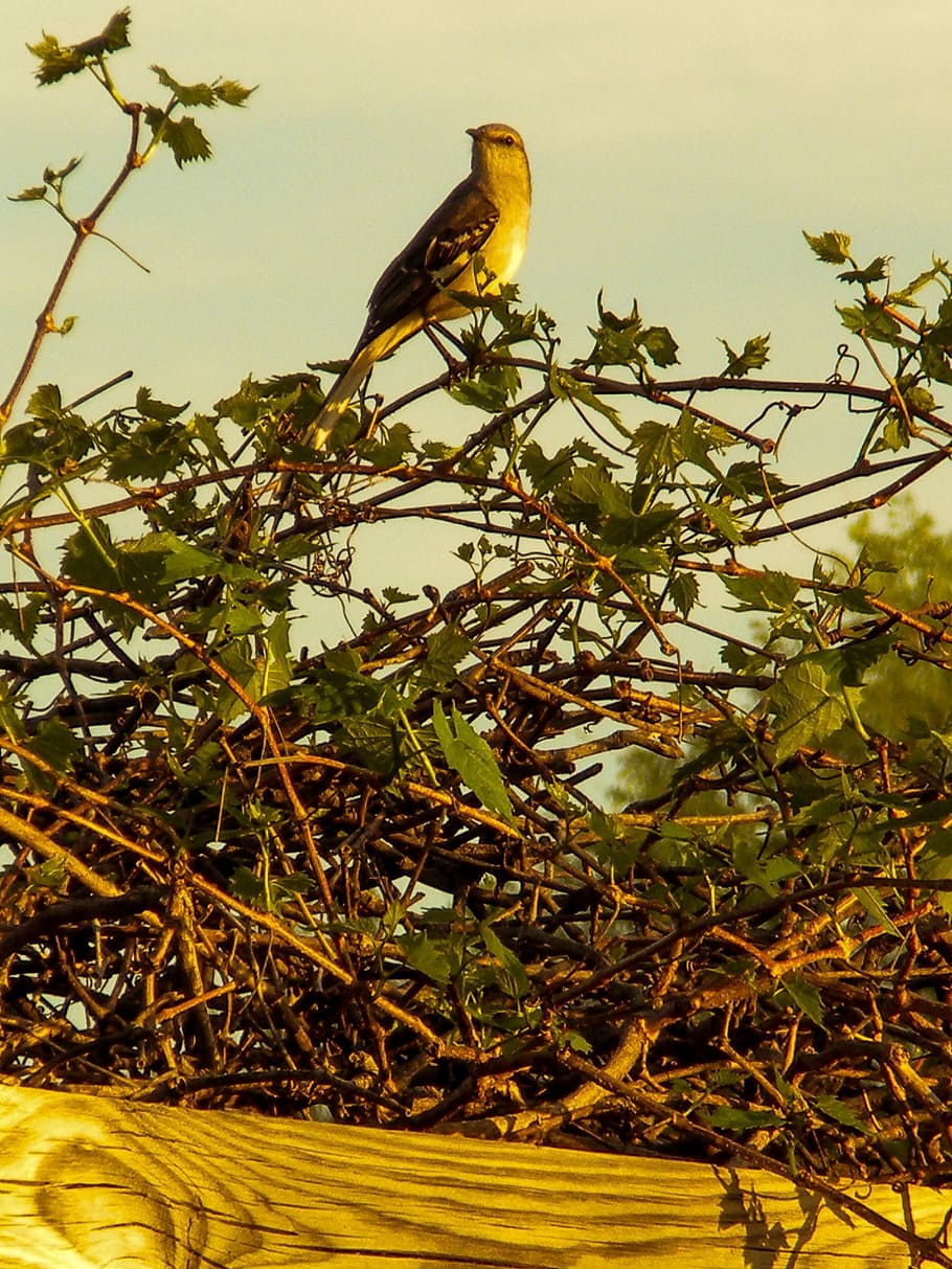 mockingbird, primavera, naturalesa, paisatge, texas, animals a la natura, temes d'animals, fauna animal, animal, planta, arbre, un animal, ocell, vertebrats, posat, branca, cap gent, dia, part de la planta, full, vista d’angle baix, creixement, cel, centrar-se en primer pla, a l'aire lliure, àguila, 4K