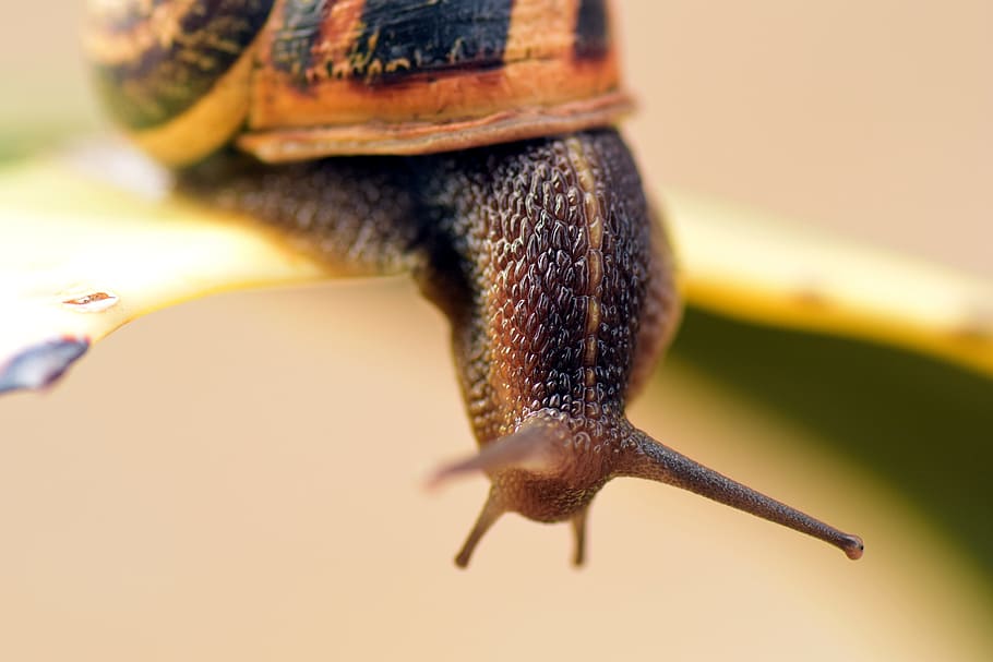 cargol, closca, tancar, naturalesa, rèptil, cargol, shell, espiral, closca de cargol, macro, mol·lusc, cactus, picada, cargol i espigues, gatejar, comestible, cargol comestible, un animal, temes d'animals, primer pla, cap gent, slug, gasteròpode, invertebrat, fauna animal, part del cos dels animals, gent, rastreig, primer pla extrem, centrar-se en primer pla, avorriment, enfocament selectiu, part del cos humà, part del cos, vista frontal, extremitat humana, peu humà, 5K