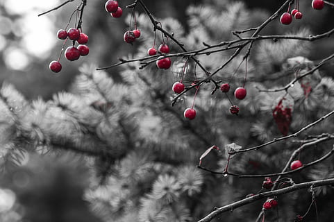 bacche rosse, Pino, inverno, frutta, albero, rosso, ramo, cibo e bevande, natura, all'aperto, concentrarsi sulle conoscenze acquisite, ramoscello, giorno, mangiare sano, cibo, pianta, frutti di bosco, nessuno, crescita, freschezza, avvicinamento, maturo, ciliegia, bellezza nella natura, ciliegio, sorbe, 5K, CC0, dominio pubblico, privo di copyright