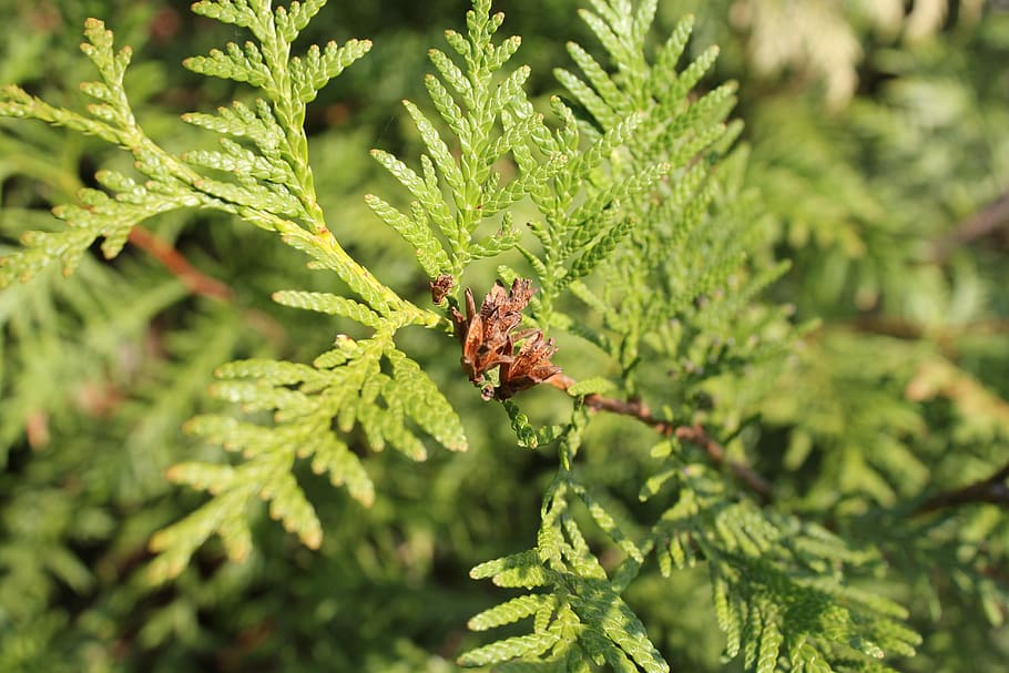 nåletræ, afdeling, træ, nåle, natur, grøn, grankogle, tæt på, levende natur, gren af ​​et træ, opdatering af fyrretræer, plante, grøn farve, vækst, blad, plante del, dag, ingen mennesker, skønhed i naturen, hvirvelløse, dyreliv, insekt, dyr i naturen, dyre temaer, selektiv fokusering, fokus på forgrunden, dyr, udendørs, fyrretræ, 5K