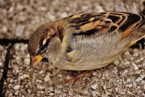 Spatz, Vogel, klein, süß, Natur, Gefieder, jung, Vögel, Spatzen, Nahrungssuche, Flügel, schließen, Tier, sperling, ein Tier, Tierthemen, Tierwelt, Tiere in freier Wildbahn, Nahansicht, keine Leute, Tag, draußen, Wirbeltier, Fokus auf den Vordergrund, Feld, High Angle View, Jungtier, selektiver Fokus, Land, Tierkörperteil, braun, 5K, CC0, gemeinfrei, lizenzfrei