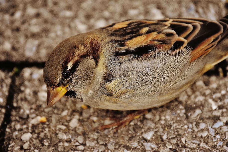 Spatz, Vogel, klein, süß, Natur, Gefieder, jung, Vögel, Spatzen, Nahrungssuche, Flügel, schließen, Tier, sperling, ein Tier, Tierthemen, Tierwelt, Tiere in freier Wildbahn, Nahansicht, keine Leute, Tag, draußen, Wirbeltier, Fokus auf den Vordergrund, Feld, High Angle View, Jungtier, selektiver Fokus, Land, Tierkörperteil, braun, 5K