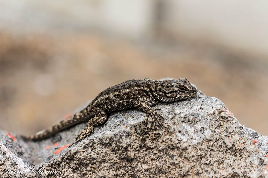 llangardaix, pau, bellesa, animal, fauna animal, temes d'animals, centrar-se en primer pla, un animal, animals a la natura, rèptil, primer pla, sòlid, vertebrats, dia, cap gent, rock, rock - object, naturalesa, a l'aire lliure, part del cos dels animals, cap d’animals, enfocament selectiu, iguana, selva tropical, 5K