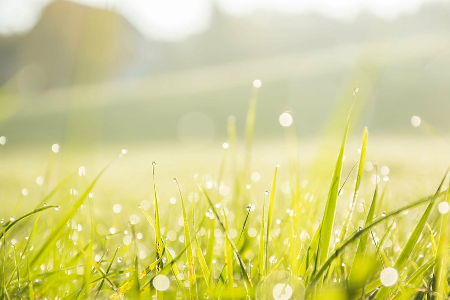 selektiv, fokus fotografie, Pampasgras, Nahansicht, Tau, Gras, Makro, Regentropfen, Natur, grüne Farbe, Wiese, Feld, Wachstum, Umgebung, Sommer-, Schönheit in der Natur, Frische, Pflanze, Land, nass, Ruhe, Wasser, fallen, selektiver Fokus, Frühling, keine Leute, Zerbrechlichkeit, draußen, Grashalm, Regen, hell, 5K