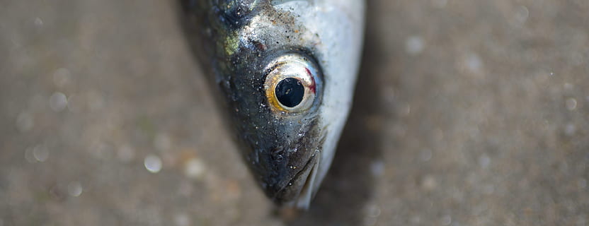 dyr, fisk, rå, hoved, øjne, skalaer, grå, stadig, tæt på, ingen mennesker, et dyr, dag, dyre temaer, selektiv fokusering, hvirveldyr, dyr kropsdel, udendørs, metal, dyr i naturen, dyr øje, øje, dyreliv, dyr hoved, træ - materiale, høj vinkel visning, natur, 4K, CC0, offentligt domæne, royaltyfrie