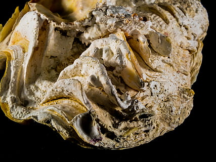 shell, kalk, Lukk, nærbilde, mat og Drikke, innendørs, mat, stilleben, ingen folk, friskhet, studio skudd, velvære, spise sunt, strukturert, svart bakgrunn, fossil, natur, høy vinkel visning, grønnsak, bein, klar til å spise, skjell, dyr, 4K, CC0, offentlig domene, opphavsrett gratis