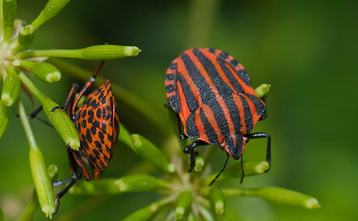 strip bug, insetto, scarafaggio, a strisce, macro, natura, vicino, foto di insetti, animale, temi animali, fauna selvatica, invertebrato, animali allo stato selvatico, un animale, pianta, avvicinamento, bellezza nella natura, parte vegetale, farfalla - insetto, foglia, ala animale, nessuno, concentrarsi sulle conoscenze acquisite, colore verde, giorno, all'aperto, farfalla, 4K, CC0, dominio pubblico, privo di copyright