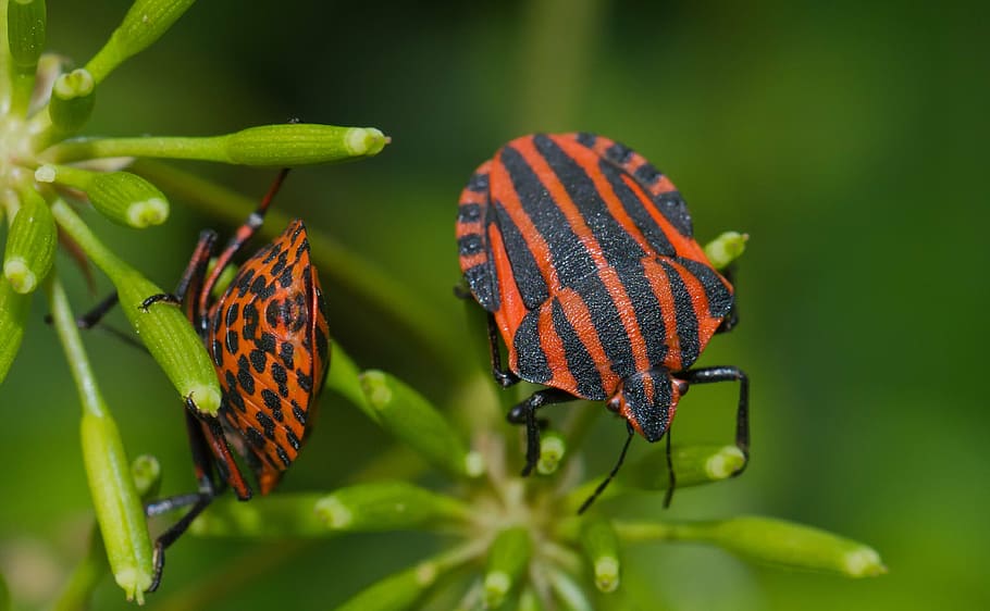 bug error, error, escarabat, insecte, ratlles, macro, naturalesa, tancar, foto d’insectes, animal, vida salvatge, temes d'animals, fauna animal, invertebrat, animals a la natura, un animal, planta, primer pla, bellesa a la natura, part de la planta, papallona - insecte, full, ala dels animals, cap gent, centrar-se en primer pla, color verd, dia, a l'aire lliure, papallona, 4K