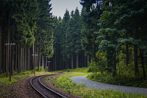 treintrail, bomen, spoor, Bos, Duitsland, pad, smalspoorlijn, fabriek, boom, groei, richting, groene kleur, schoonheid in de natuur, natuur, de weg vooruit, land-, kalmte, geen mensen, vervoer, rustige scène, scenics - natuur, dag, niet-stedelijke scène, voetpad, spoorlijn, buitenshuis, bos-, bamboe - plant, 5K, CC0, publiek domein, royaltyvrij