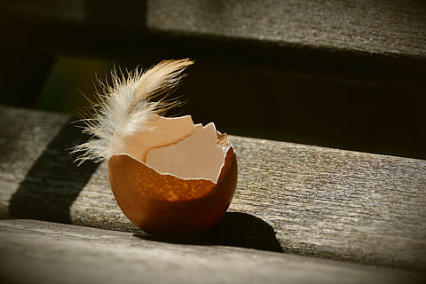 photo, cracked, egg, feather, hen's egg, eggshell, empty, brown egg, shell, open, evacuated, broken, spring, brown shell, light shadow, no people, healthy eating, indoors, food, fruit, close-up, freshness, day, animal themes, egg yolk, food and drink, wood - material, wellbeing, nature, sunlight, orange color, shadow, still life, selective focus, table, citrus fruit, vulnerability, outdoors, orange, flower, 5K, CC0, public domain, royalty free