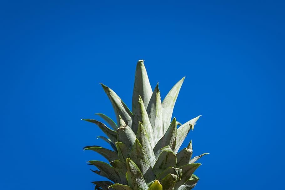 selektiv, fokus fotografering ananas krone, orm, øjenblik, ananasblad, ananas, frugt, mad, skarp, spike, blå, himmel, tropisk, plante, natur, naturlig, frisk, skygge, ting, ren, mad og drikke, vækst, kopiere plads, ingen mennesker, skyfri himmel, sund kost, tropisk frugt, grøn farve, blad, friskhed, studio skud, tæt på, farvet baggrund, plante del, blå baggrund, udendørs, moden, 4K