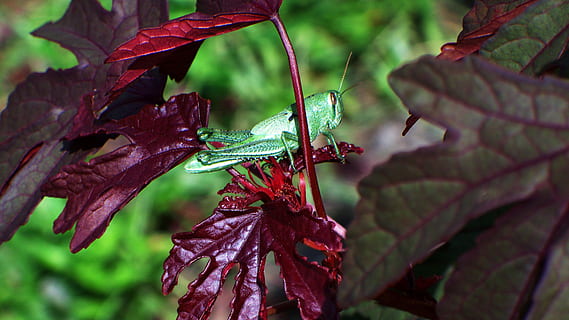 gafanhoto, inseto, vermelho, maple, vermelho, bordo, hibisco, erro, folha, outono, natureza, temporada, plantar, ao ar livre, fechar-se, floresta, árvore, crescimento, roxa, ninguém, parte da planta, focar em primeiro plano, beleza na natureza, molhado, frescura, dia, solta, fragilidade, vulnerabilidade, agua, planta com flores, flor, chuva, sai, 4K, CC0, domínio público, royalty free