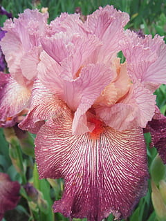 bunga-bunga, iris, iris jerman, tanaman berbunga, bunga, menanam, kerapuhan, kerentanan, merapatkan, daun bunga, keindahan di alam, kesegaran, hal berkembang, kepala bunga, pertumbuhan, warna merah jambu, alam, tidak ada orang, hari, fokus pada latar depan, di luar rumah, kembang sepatu, serbuk sari, kelembutan, 2K, CC0, domain publik, bebas royalti