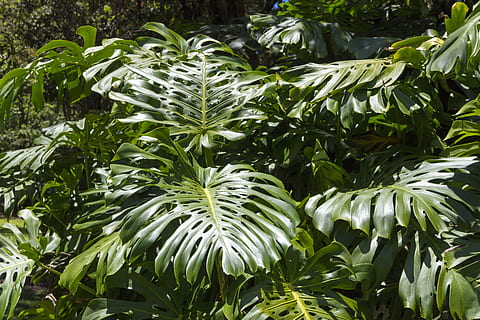 plantas de hojas verdes, división, hoja, filodendro, tropical, follaje, floral, naturaleza, planta, árbol, color verde, crecimiento, belleza en la naturaleza, parte de la planta, nadie, día, de cerca, frescura, al aire libre, tranquilidad, comida y bebida, botánica, flor, parque, vulnerabilidad, centrarse en primer plano, 5K, CC0, dominio público, libre de derechos