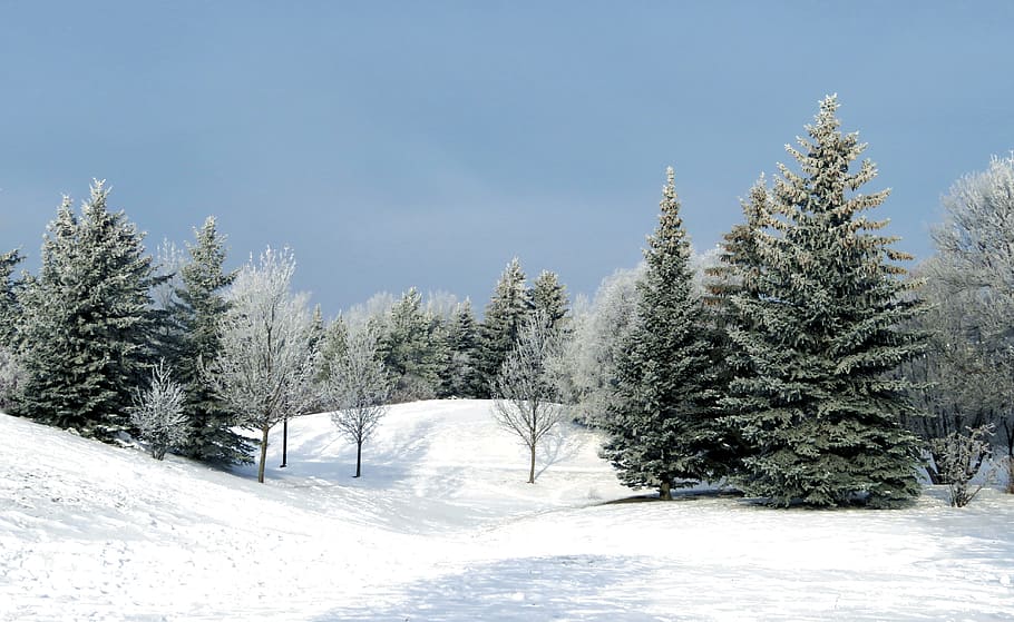 alto, alberi, la neve, pieno, la zona, inverno, sempreverde, abete, cielo blu, bianca, natura, Natale, vacanza, stagione, paesaggio, di stagione, freddo, temperatura fredda, albero, pianta, terra, albero di conifere, scena tranquilla, Colore bianco, bellezza nella natura, la tranquillità, congelato, foresta, cielo, Pino, nessuno, ambiente, scenics - natura, all'aperto, albero sempreverde, tempo estremo, montagna innevata, nevicando, 5K