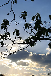 Sunset, Clouds, Dark, Edge, Gilt, bright, dark, edge, sky, blue, tree, branch, foliage, cloud - sky, nature, silhouette, plant, beauty in nature, low angle view, growth, no people, tranquility, scenics - nature, leaf, plant part, outdoors, day, tranquil scene, freshness, 4K, CC0, public domain, royalty free