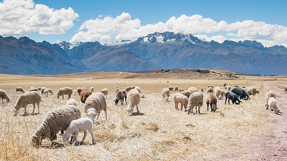 Schafherde, Herde, Schaf, Tier, Natur, Berg, Landschaft, weiden, Gruppe von Tieren, Tiere und Haustiere, szenen, Weide, Vieh, draußen, Säugetier, ländliche Szene, Gebirge, Himmel, Tiere in freier Wildbahn, Tierwelt, große Gruppe von Tieren, Tierthemen, Haustiere, Land, Szenen - Natur, Feld, Wirbeltier, Landwirtschaft, keine Leute, pflanzenfressend, 5K, CC0, gemeinfrei, lizenzfrei