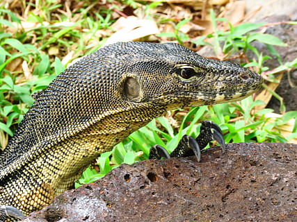 schwarz, Monitor, Eidechse, Rock, Waran, Kopf, Nagel, Tiere in freier Wildbahn, Tierwelt, Tier, Tierthemen, ein Tier, Reptil, Wirbeltier, Nahansicht, keine Leute, Natur, Feld, Fokus auf den Vordergrund, Tag, Tierkörperteil, Pflanze, Blatt, Pflanzenteil, Land, suchen, Tierkopf, Tierwaage, 4K, CC0, gemeinfrei, lizenzfrei