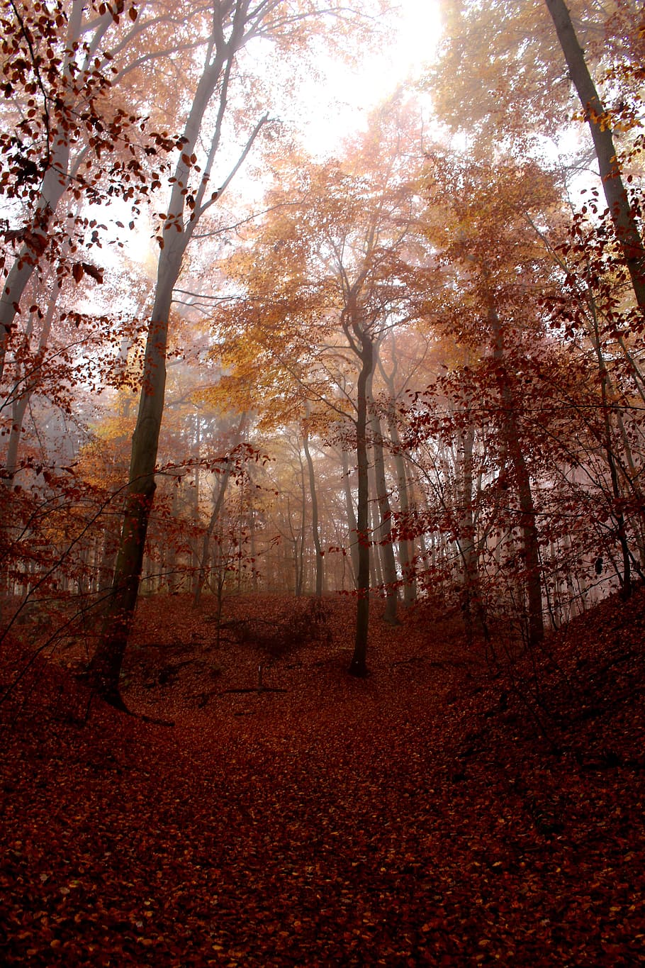 rajos crepusculars, vista del bosc, boira, bosc, tardor, vermell, fred, místic, humor, incolor, naturalesa, arbres, camí forestal, arbre, full, a l'aire lliure, paisatge, color taronja, temporada, bellesa a la natura, escenics, branca, imatge en color, caure, cap gent, llum solar, groc, color daurat, llum - fenomen natural, paisatges, tranquil·litat, planta, terra, escena tranquil·la, canvi, creixement, escenics - natura, dia, tronc de l'arbre, escena no urbana, tronc, cel, 5K