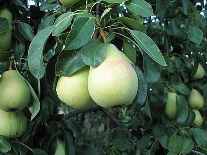 peras, peral, Fruta, alimentación saludable, comida y bebida, comida, hoja, parte de la planta, crecimiento, planta, frescura, color verde, árbol, bienestar, Árbol de frutas, naturaleza, de cerca, nadie, manzana - fruta, rama, día, agricultura, al aire libre, maduro, 2K, CC0, dominio público, libre de derechos