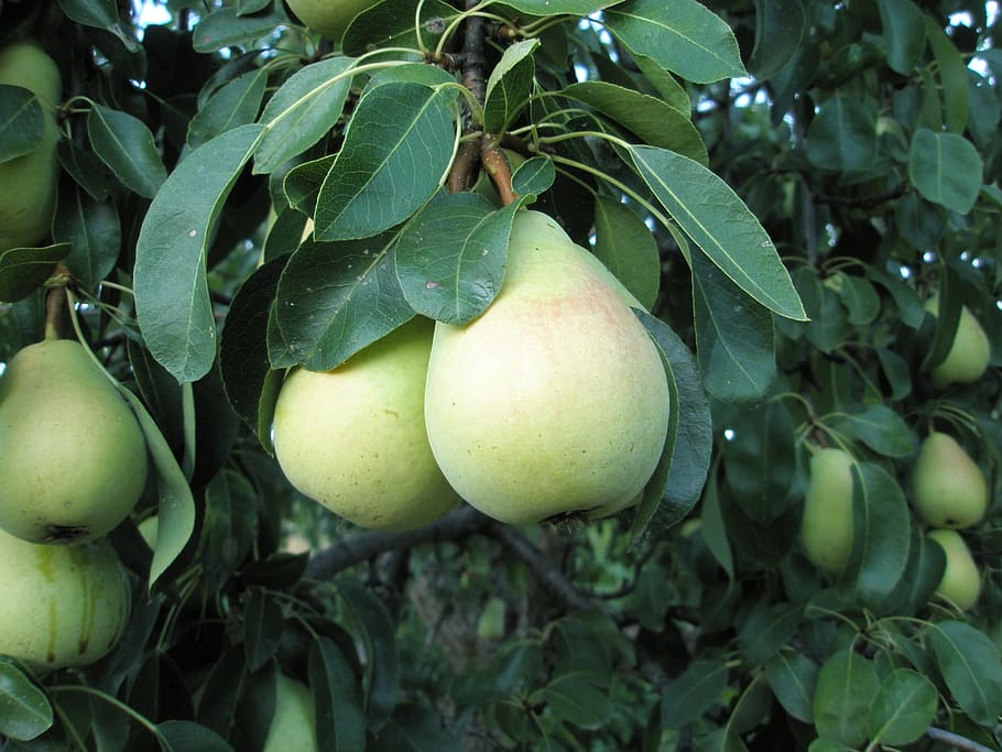 pere, peral, frutta, mangiare sano, cibo e bevande, cibo, foglia, parte vegetale, crescita, pianta, freschezza, colore verde, albero, benessere, albero da frutta, natura, avvicinamento, nessuno, mela - frutto, ramo, giorno, agricoltura, all'aperto, maturo, 2K