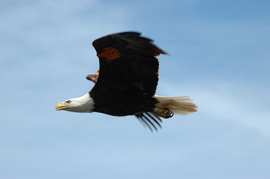 selektivní, zaměření fotografie, americký orel, Orel bělohlavý, létající, stoupající, pták, raptor, let, divoký, volně žijících živočichů, Příroda, dravec, nebe, symbol, křídla, majestátní, lov, venku, lovec, zvíře, zvířat, zvířata ve volné přírodě, obratlovců, jednoho zvířete, orel, nízký úhel pohledu, dravý pták, orel - pták, pohyb, roztažená křídla, nikdo, střední vzduch, modrý, svoboda, 1080P