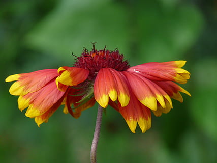 solbryggerier, helenium, kompositter, Asteraceae, blomst, blomstre, flor, blomsterhave, flora, sommerblomst, gul, orange, rød, blomstrende plante, skrøbelighed, sårbarhed, friskhed, kronblad, plante, skønhed i naturen, blomsterhoved, blomsterstand, tæt på, vækst, pollen, fokus på forgrunden, natur, ingen mennesker, dag, insekt, bestøvning, 2K, CC0, offentligt domæne, royaltyfrie