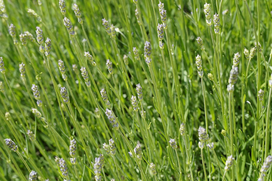 espígol, fons, verd, estructura, brot, textura, arbust de lavanda, arbust, fragància, olor, planta, color verd, creixement, camp, terra, bellesa a la natura, marc complet, naturalesa, herba, dia, cap gent, frescor, tranquil·litat, agricultura, enfocament selectiu, a l'aire lliure, primer pla, cultiu, paisatge, fulla d'herba, 5K