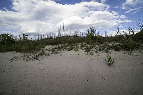 minore, lago degli schiavi, provinciale, parco, nuvole, dune di sabbia, parco provinciale dei laghi minori, Alberta, Canada, dune, paesaggio, dominio pubblico, sabbia, arbusti, alberi, natura, spiaggia, duna di sabbia, all'aperto, cielo, nessuno, Paesaggi, nuvola - cielo, mare, acqua, la tranquillità, scena tranquilla, pianta, albero, terra, scenics - natura, bellezza nella natura, scena non urbana, crescita, giorno, ambiente, a distanza, direzione, 5K, CC0, dominio pubblico, privo di copyright