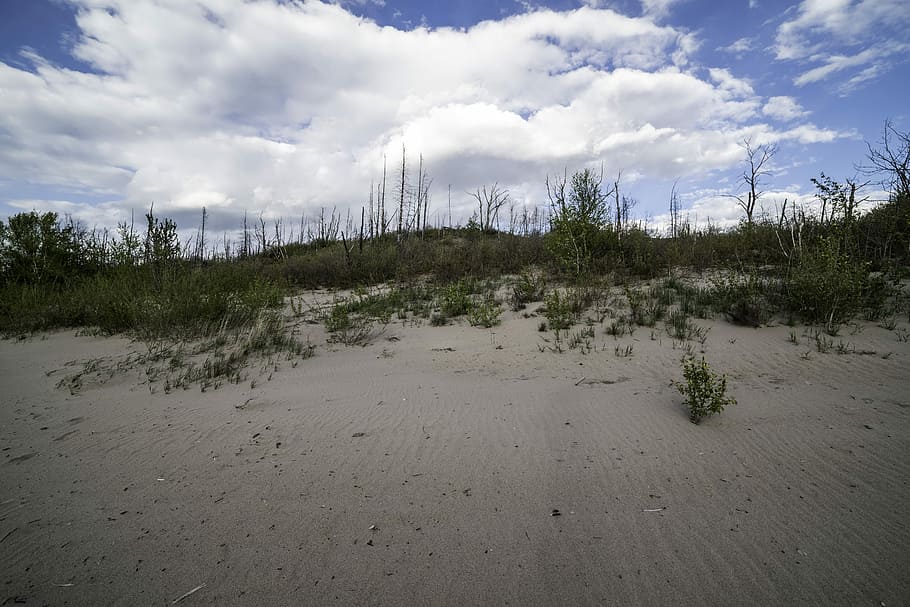 menor, llac esclau, provincial, parc, núvols, dunes de sorra, parc provincial del llac esclau menor, alberta, Canadà, dunes, paisatge, domini públic, sorra, arbustos, arbres, naturalesa, platja, duna de sorra, a l'aire lliure, cel, cap gent, escenics, núvol - cel, mar, aigua, tranquil·litat, escena tranquil·la, planta, arbre, terra, escenics - natura, bellesa a la natura, escena no urbana, creixement, dia, medi ambient, remot, direcció, 5K