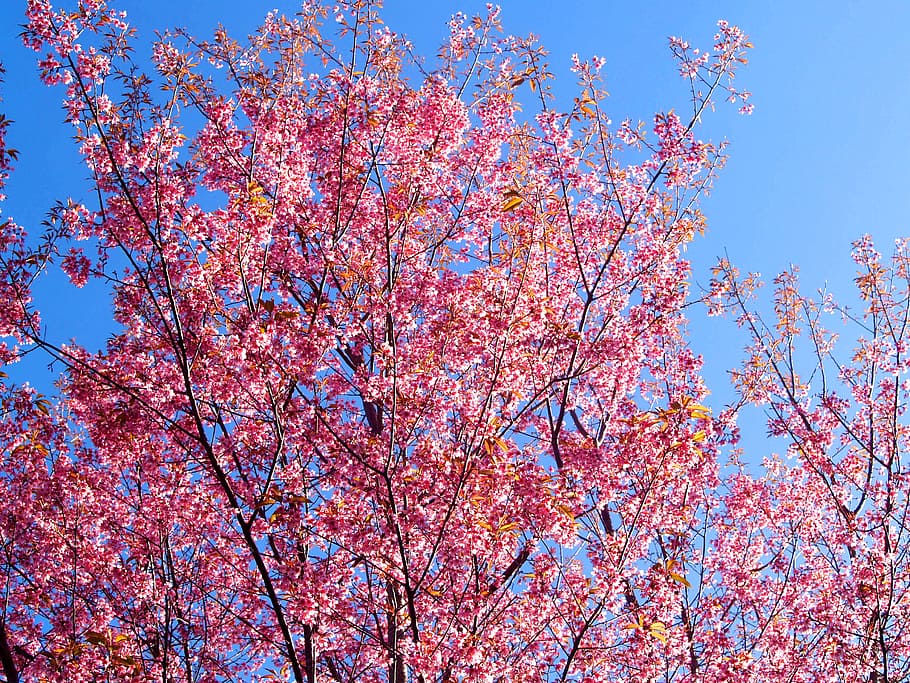paesaggio, natura, soleggiato, fiori, sfondo, bellissimo, fioritura, fiorire, blu, cielo blu, ramo, luminosa, fiori di ciliegio, colore, colorato, crescita, colpo basso angolo, ornamentale, all'aperto, parco, rosa, sakura, scena, stagione, sereno, primavera, albero, Inquadratura dal basso, bellezza nella natura, cielo, pianta, colore rosa, pianta fiorita, autunno, fiore, giorno, fragilità, cielo sereno, nessuno, freschezza, modificare, fiore di ciliegio, ciliegio, 2K