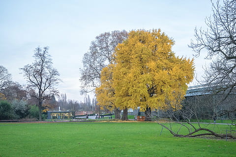 arbre, tardor, fulles, bosc, tardor daurat, groc, surt a la tardor, cel, parc de la ciutat, bosc de tardor, lluny, paisatge, planta, herba, canvi, naturalesa, parc, dia, parc - l'home va fer espai, camp, a l'aire lliure, cap gent, arquitectura, color verd, estructura construïda, parc infantil, terra, bellesa a la natura, creixement, equip de joc a l'aire lliure, 4K, CC0, domini públic, lliure de regalies