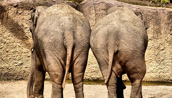 dos elefants marrons, elefant, junts, parell motor, glutis, Sant Valentí, senderisme, enamorat, obligació, relació, amor, animal, temes d'animals, fauna animal, mamífer, animals a la natura, grup d’animals, cap gent, dia, vertebrats, animal jove, llum solar, naturalesa, dos animals, part del cos dels animals, família d’animals, terra, a l'aire lliure, unió, tronc d’animals, herbívors, elefant africà, 4K, CC0, domini públic, lliure de regalies