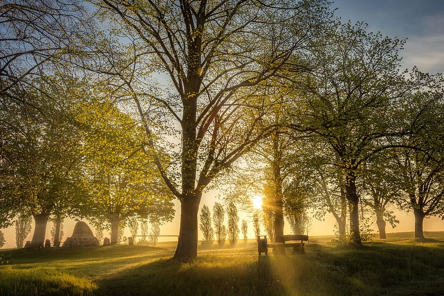 bos overdag, zon, achterlicht, humeur, landschap, natuur, verlichting, zonsopkomst, bomen, boom, fabriek, hemel, schoonheid in de natuur, scenics - natuur, kalmte, gras, zonlicht, rustige scène, geen mensen, tak, park, architectuur, zonsondergang, buitenshuis, veld-, park - door de mens gemaakte ruimte, land-, 5K