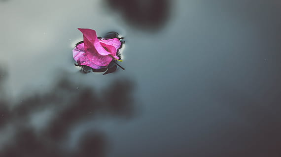selektywny, fotografia fokusowa, różowy, kwiat bugenwilli, woda, Bougainvillea, Ruchomy, płatek kwiatu, czarna Woda, płytkie skupienie, fotografia, Natura, kwiat, roślina, płatek, zbliżenie, wiosna, makro, kolor różowy, piękno natury, głowa kwiatu, kwitnąć, pojedynczy kwiat, żadnych ludzi, kruchość, roślina kwitnąca, wrażliwość, świeżość, kwiatostan, Róża, wzrost, selektywne skupienie, fioletowy, kwiat róży, na dworze, unoszący się na wodzie, 5K, CC0, domena publiczna, darmowe zdjęcia