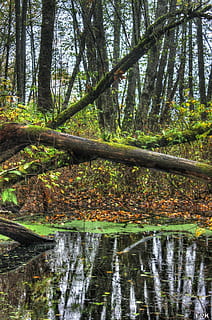 marshlands, campbellvalley, park, trail, trees, water, nature, tree, forest, plant, land, tranquility, beauty in nature, tree trunk, trunk, scenics - nature, growth, woodland, reflection, tranquil scene, no people, waterfront, lake, day, outdoors, swamp, 1080P, CC0, public domain, royalty free