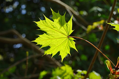 Leaf, Maple, Back Light, green, light, light green, tree, acer platanoides, needle leaf maple, deciduous tree, acer, soapberry plant, sapindaceae, maple plant, aceraceae, norway maple, nature, autumn, green color, day, focus on foreground, plant part, plant, growth, beauty in nature, close-up, no people, outdoors, leaf vein, selective focus, tranquility, maple leaf, vulnerability, fragility, sunlight, change, leaves, natural condition, 5K, CC0, public domain, royalty free