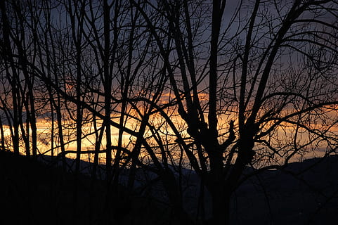 tramonto, paesaggio, albero, cielo, alberi, natura, orizzonte, crepuscolo, foresta, paesaggio naturale, silhouette, all'aperto, retroilluminato, ramo, Paesaggi, albero nudo, incendio forestale, pianta, scenics - natura, la tranquillità, nessuno, bellezza nella natura, scena tranquilla, idilliaco, buio, colore arancione, Inquadratura dal basso, 2K, CC0, dominio pubblico, privo di copyright