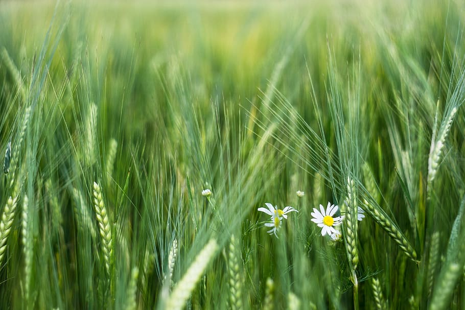Mais, Gerste, Feld, Ohren, der Anbau von, Landwirtschaft, Korn, Grün, Bodenbearbeitung, Kamille, Lebensmittel, Landschaft, Polen, Gras, Wachstum, Natur, grüne Farbe, Blume, Pflanze, Frische, blühende Pflanze, Schönheit in der Natur, Land, keine Leute, Zerbrechlichkeit, selektiver Fokus, ländliche Szene, Verletzlichkeit, Nahansicht, Tag, draußen, Frühling, Blütenkopf, Grashalm, 4K