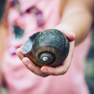 selektiv, fokus fotografering, person, bedrift, snegl shell, dagtimerne, sort, skal, hånd, barn, havdyr, en person, tæt på, fokus på forgrunden, menneskelig hånd, menneskelig kropsdel, snegl, mollusk, dyreliv, havsnegle, hvirvelløse, et dyr, dag, dyreskal, rigtige mennesker, udendørs, finger, lille, 1080P, CC0, offentligt domæne, royaltyfrie