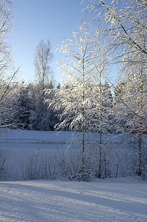 inverno, albero, betulla, giornata nevosa, la neve, nevoso, giorno, rami, freddo, brina, natura, paesaggio, bianca, temperatura fredda, albero nudo, pianta, bellezza nella natura, scenics - natura, terra, la tranquillità, copertura, nessuno, scena tranquilla, Colore bianco, campo, scena non urbana, all'aperto, montagna innevata, 5K, CC0, dominio pubblico, privo di copyright