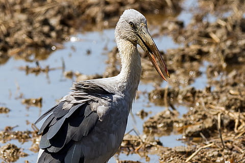 birds, asian openbill, vole, bittern, white, phatthalung, less sea, lampam, evacuate, lagoon, pus, canal, animal wildlife, animal, animal themes, bird, vertebrate, animals in the wild, one animal, focus on foreground, nature, beak, no people, day, close-up, water, sunlight, lake, side view, outdoors, white color, stork, 1080P, CC0, public domain, royalty free