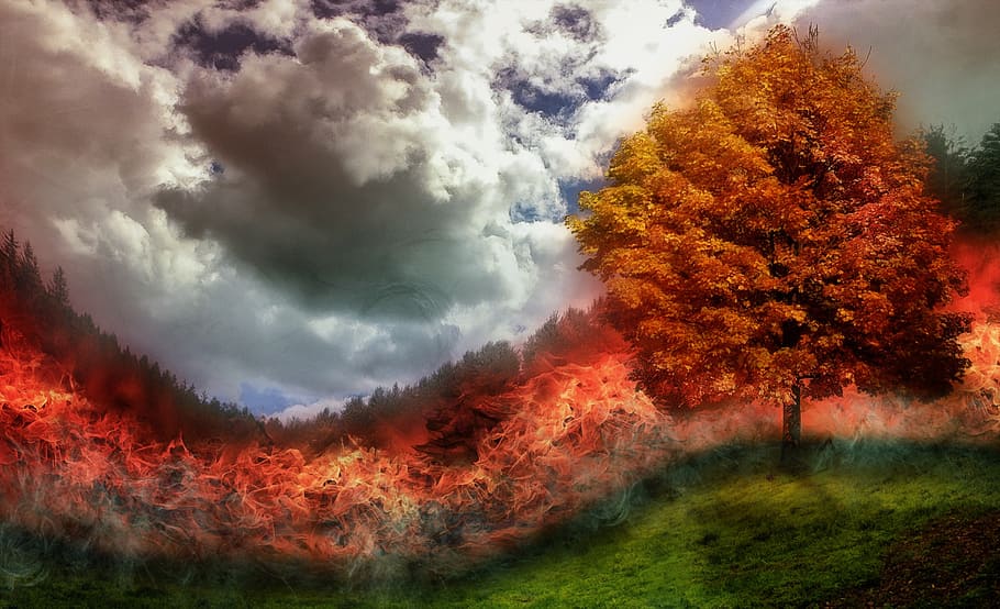 Brun, træ, græsmark, ild, mærke, skovbrand, flamme, eng, photoshop, forgængelighed, natur, efterår, rød, Skov, udendørs, blad, landskab, multi farvet, gul, sky - himmel, plante, skønhed i naturen, himmel, ingen mennesker, lave om, scenics - natur, ro, rolig scene, vækst, jord, dag, orange farve, miljø, magt i naturen, 1080P