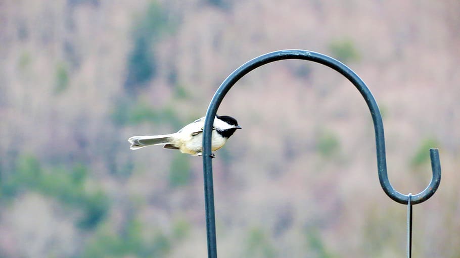 pájaro, paro, difuminar, atención, animal, linda, al aire libre, pequeña, de cabeza negra, naturaleza, posado, centrarse en primer plano, día, nadie, de cerca, temas de animales, un animal, animales en la naturaleza, vertebrado, fauna animal, metal, electricidad, tecnología, planta, parque - espacio hecho por el hombre, rama, 4K