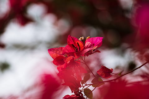 selectiu, focalitzar la fotografia, vermell, planta de buganvilla, rosa, flor petalada, buganvília, tancar la fotografia, full, naturalesa, arbre, temporada, branca, a l'aire lliure, imatge en color, bellesa a la natura, primer pla, tardor, planta, cap gent, flor, pètal, fragilitat, planta amb flors, frescor, creixement, color rosa, enfocament selectiu, part de la planta, vulnerabilitat, primavera, cap de flor, 5K, CC0, domini públic, lliure de regalies