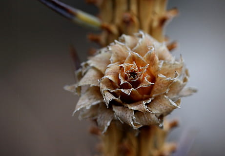 puntilla, flor, inflorescencia, de cerca, planta, planta floreciendo, centrarse en primer plano, vulnerabilidad, belleza en la naturaleza, fragilidad, naturaleza, frescura, nadie, pétalo, crecimiento, adentro, enfoque selectivo, cabeza de flor, seco, planta seca, planta marchita, 2K, CC0, dominio público, libre de derechos
