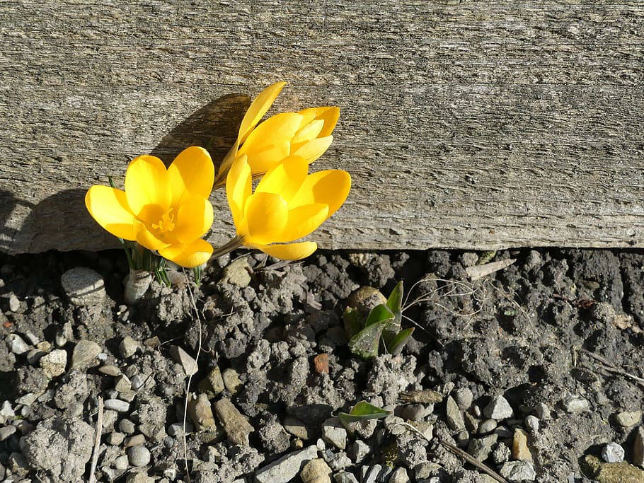 groc, flor, florir, al costat, gris, superfície, safrà, terra, sec, en viu, primavera, vitalitat, voluntat de viure, frühlingsanfang, pètal, fragilitat, planta, cap de flor, frescor, primer pla, dia, cap gent, planta amb flors, vulnerabilitat, naturalesa, inflorescència, bellesa a la natura, vista d’angle alt, creixement, a l'aire lliure, sòlid, 4K
