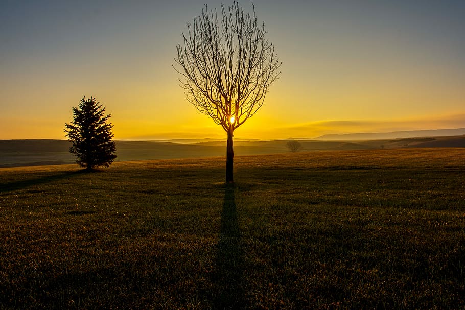 leafless tree, field, bare tree, tree, landscape, grass, sunset, sky, tranquil scene, tranquility, beauty in nature, land, scenics - nature, environment, plant, non-urban scene, nature, no people, idyllic, orange color, silhouette, growth, sun, outdoors, isolated, 4K