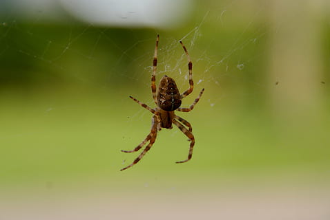 erro, girar, rede, invertebrado, inseto, temas animais, animais selvagens, aracnídeo, animal, animais em estado selvagem, aranha, artrópode, um animal, teia de aranha, fechar-se, fragilidade, zoologia, sobrevivência, ninguém, focar em primeiro plano, natureza, vulnerabilidade, perna de animal, ao ar livre, 4K, CC0, domínio público, royalty free