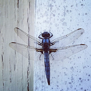 libellula, insetto, ala, ala animale, un animale, animale, invertebrato, temi animali, animali allo stato selvatico, nessuno, fauna selvatica, avvicinamento, natura, legno - materiale, giorno, concentrarsi sulle conoscenze acquisite, all'aperto, caratteristica della parete, direttamente sopra, 1080P, CC0, dominio pubblico, privo di copyright
